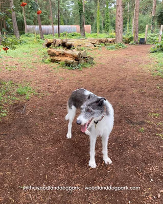 Toad Hollow Dog Park photo 2